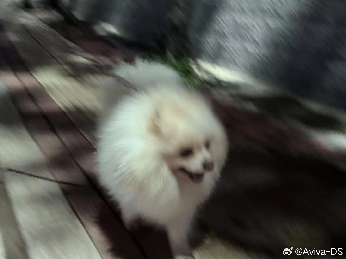 “寻宠信息更新”,寻宠信息更新，时代背景下的宠物寻找之旅