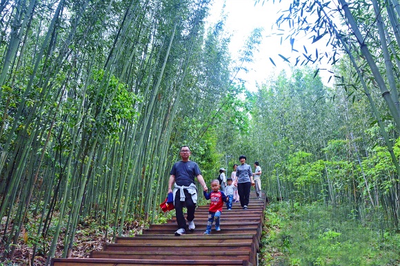 百里竹海旅游进展更新——科技引领，全新体验之旅开启。