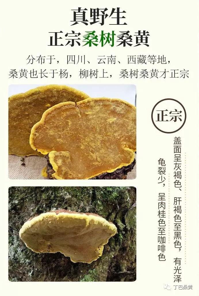 友情树下的小时光，探寻桑黄的最新故事